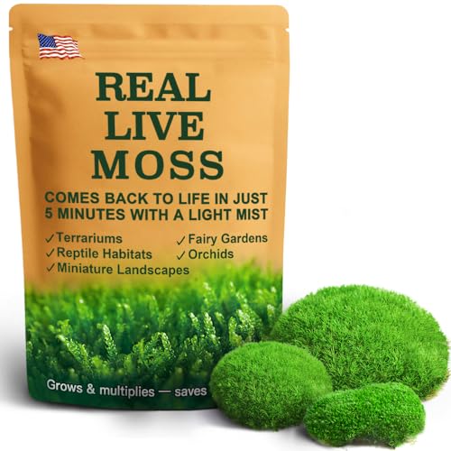 LuckyRunes Live Leucobryum Moss 2-Pack 3.5x7in for Terrariums & Bonsai