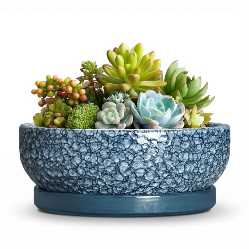 Ceramic Succulent Pots, 6 Inch Bonsai Tree Pot with Tray, Scale Blue | Round Shallow Planter with Drainage Hole, Small Pot for Succulents for Indoor Plants, Kitchen Decor, Plant Gifts for Women - color: Scale Blue, size: 6 Inch