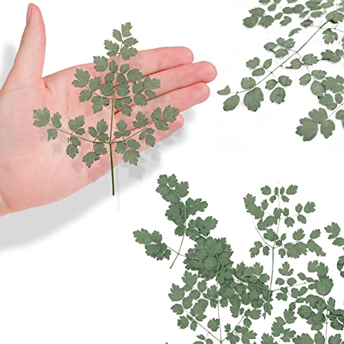 Natural Dried Pressed Leaves for Resin, 42PCS Real Thalictrum Dried Leaves Plant for Resin Jewelry Pressed Leaf Art DIY Crafts Embellishment Candle Decors Card Making DIY Scrapbooking - color: Dried Pressed Thalictrum Leaves( Primary Color )