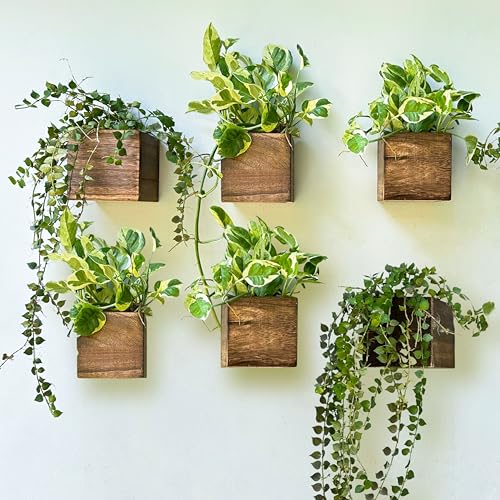 LaLaGreen Planter Boxes for Indoor Plant (4x4, 6 Pack) Wooden Wall Planters - size: 4x4" x 6 pack