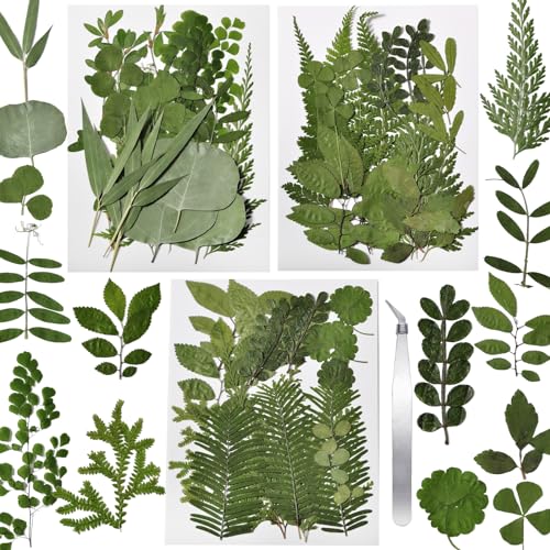 63 Pcs Dried Flowers for Resin 21 Styles Pressed Leaves - size: 63 pcs Green Leaf