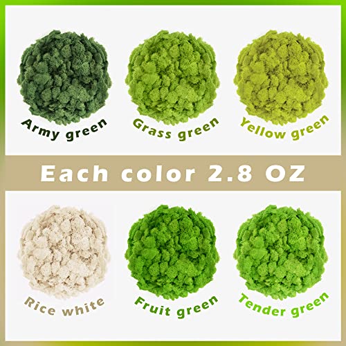 6 Colors Preserved Moss-16.9 OZ Natural Reindeer Moss-Moss for Crafts