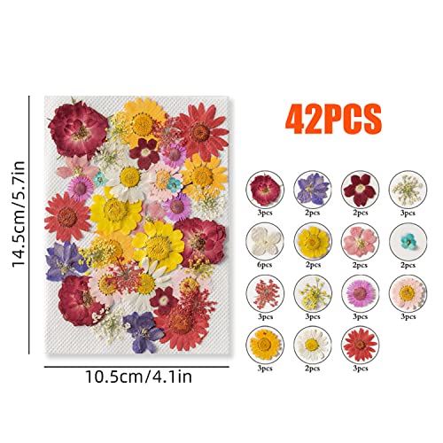 Cayway 42 Pcs Real Pressed Flowers Dry with Tweezers Set, Dried Pressed Flowers Colorful Real Pressed Flowers for Resin Scrapbooking DIY Art Crafts, Epoxy Resin Jewelry, Soap Making - color: 1 Packs Style a