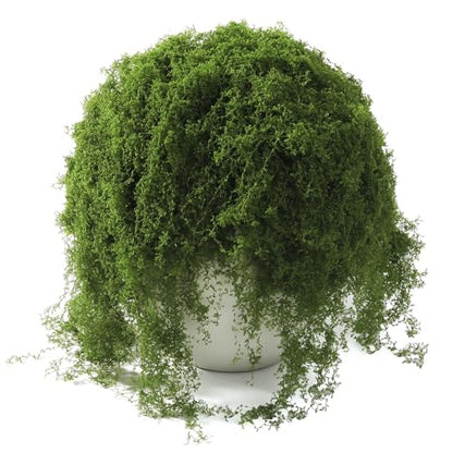 ARTKAIKE Fake Moss for Potted Plants Indoor, 7oz Artificial Turf Grass for Crafts, Fairy Gardens, Dioramas, Terrariums, Dollhouses, Model, Miniature, Centerpieces, Party Table Decorations(Dark Green)