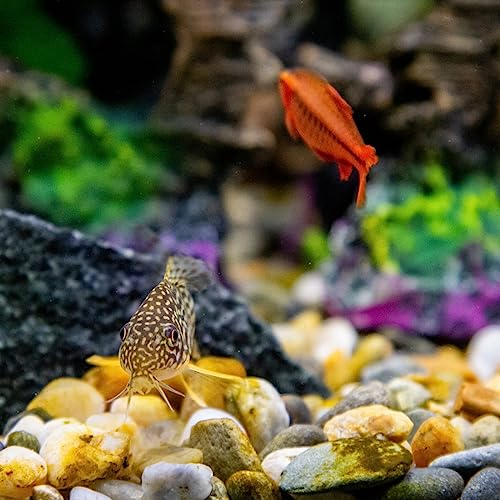 20lbs Aquarium Rocks, 5/8" Natural River Rocks for Plants | Decorative Polished Mixed Pebbles for Fish Tank, Landscaping, Gardening, Flower Pots, Vase Fillers, Indoor Water Fountains - size: 5/8 Inch