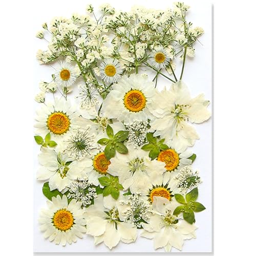 36Pcs Dried Pressed Flowers for Resin DIY Art Crafts Natural Dry Floral Daisy Epoxy Jewelry Real Rose Summer Decor Cakes Bookmarks Phone Cases Candles Handmade Soap White - color: White