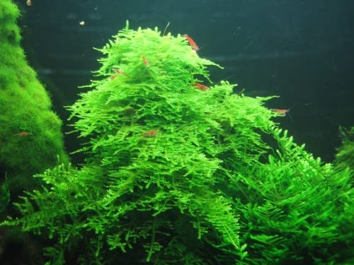 Moss for Aquariums | Live Aquatic Moss (Taiwan Moss, 1) - style: Taiwan Moss