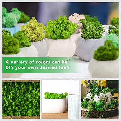 6 Colors Preserved Moss-16.9 OZ Natural Reindeer Moss-Moss for Crafts