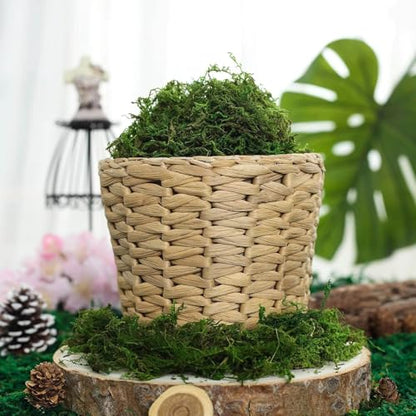 Efavormart 50g Bag Preserved Green Reindeer Moss, Soft Natural Decorative Moss for Terrariums, Fairy Gardens and Potted Plant Soil Cover