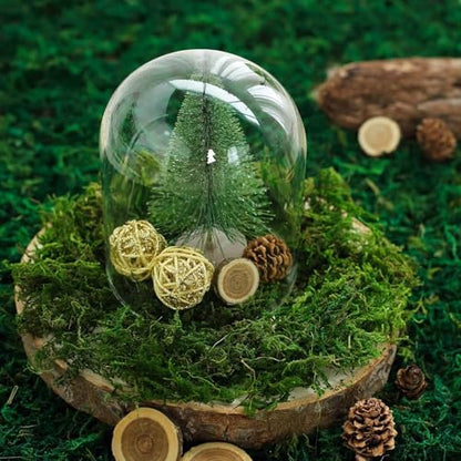 Efavormart 50g Bag Preserved Green Reindeer Moss, Soft Natural Decorative Moss for Terrariums, Fairy Gardens and Potted Plant Soil Cover