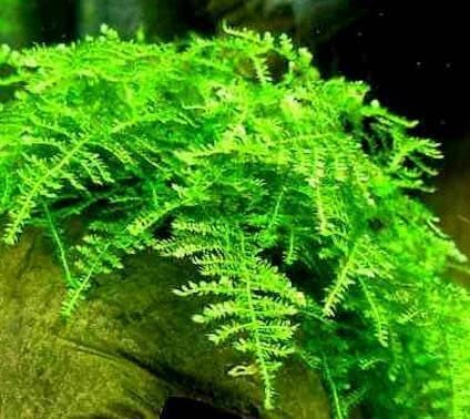 Moss for Aquariums | Live Aquatic Moss (Christmas Moss, 1) - style: Christmas Moss