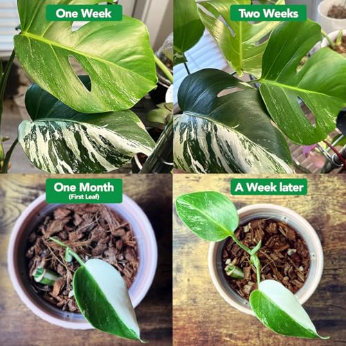 Noot 'Keep House Plants Alive' Bio-Organic Plant Food Liquid Fertilizer, Makes 3.5 Gallons, Root Boosting Mycorrhizae, Fast Growth for Monstera, Aroid, Succulent, Orchid - Use Every Watering (1 Vial) - size: Noot Plant Food (Makes 3.5 Gallons)