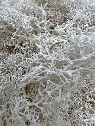 Bergamo Art 95g Preserved Reindeer Moss in White - color: White
