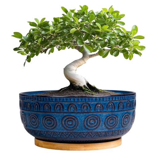 Eightpot Bonsai Pots 8 Inch - Ceramic Succulent Pots for Indoor Plants, Shallow Round Planters with Drainage Hole and Saucer, Boho Bonsai Bowl, Home Decor, Blue - color: Blue