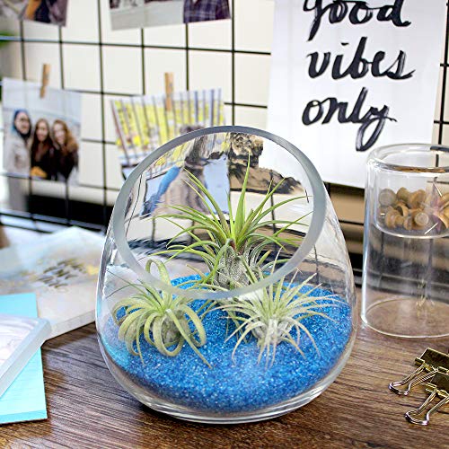 5 Inch Thick Slanted Glass Bowl Terrarium DIY Kit with Blue Sand and 3 Live Tillandsia Ionantha Air Plants - Indoor House Plants for Home and Office Decor - color: Blue Sand