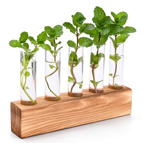 Glass Test Tube Plant Propagation Station with Wooden Stand - Thickened Borosilicate Hydroponic Terrarium for Indoor Plants, Home Office Desk Decor & Gardening Gifts for Women (5 Tubes)