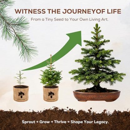 Christmas Gifts & Crafts for Adults - Bonsai Tree Starter Kit with 5 Unique Japanese Trees | Complete DIY Gardening Kit for Birthday | Gifts for Women, Men, Mom, Dad, Plant Lovers