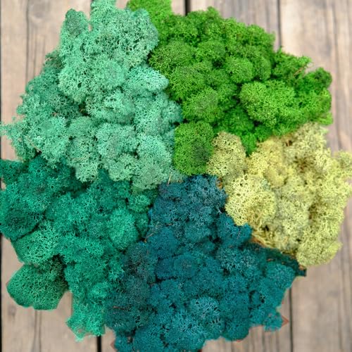 Preserved Reindeer Moss Natural Green DIY Kit Gardenning Art Wall Decor Florist Decor Easter Table Decor Wedding - color: Style-24, size: 1 lb