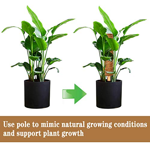 Coir Totem Pole for Climbing Plants, 2 Pcs 12'' Coir Moss Totem Stick | with 4 Pcs Adjustable Plant Ties, For Creepers Plant Support Extension, Climbing Plants Support Indoor ﻿