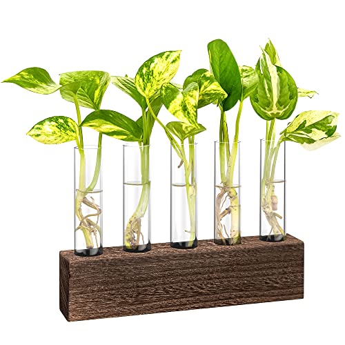 KAXYEW Desktop Glass Plant Propagation Station Test Tube Plant Terrarium in Wooden Stand for Hydroponic Plants Cutting Office Home Decoration Gift for Women (5 Test Tubes-BR) - color: Brown, size: 5 Tubes