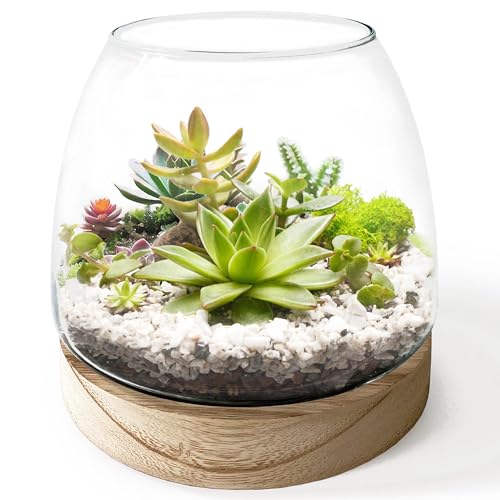 6 Inch Small Terrarium Glass for Plant，Moss Plant Bowl | Plants NOT Included，Removable Wooden Base，Glass Container