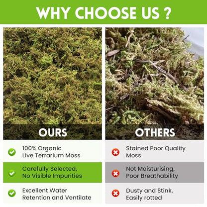 Riare 3.5oz Natural Sphagnum Moss for Reptiles, Terrarium Substrate Bedding | High Expansion, Moisture Retention, Helps Shedding, Long Fibered Dried Moss for Leopard Gecko, Snake, Frog, Turtle - color: 3.5 OZ