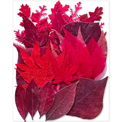 Red Dried Pressed Leaf Leaves, YouthBro 30PCS Real Nature Plant Herbarium Set for DIY Jewelry Candle Soap Art Craft Decors,Red - color: Red