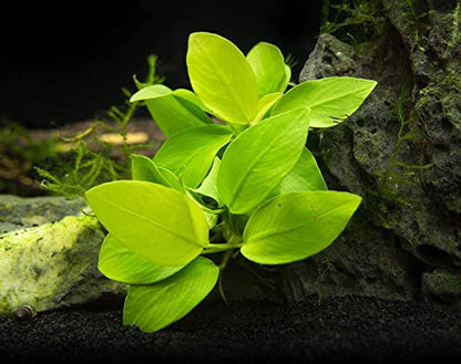 Potted Anubias Plants | Live Freshwater Aquatic Plants for Aquariums and Terrariums - Low Light, Low Maintenance Plants. (Potted Anubias Golden)