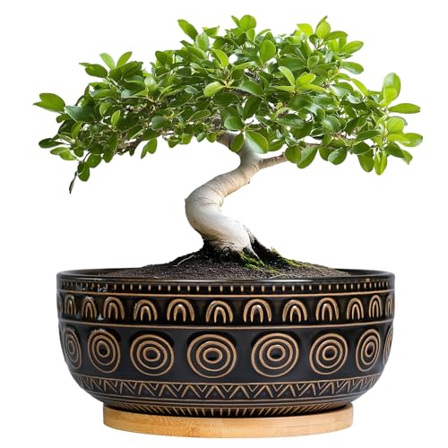 Eightpot Ceramic Bonsai Pots - 8 Inch Plant Pot for Succulent, Round Planter for Indoor Plants, Shallow Planters with Drainage Hole and Tray, Boho Bonsai Bowl, Living Room Decor, Black - color: Black