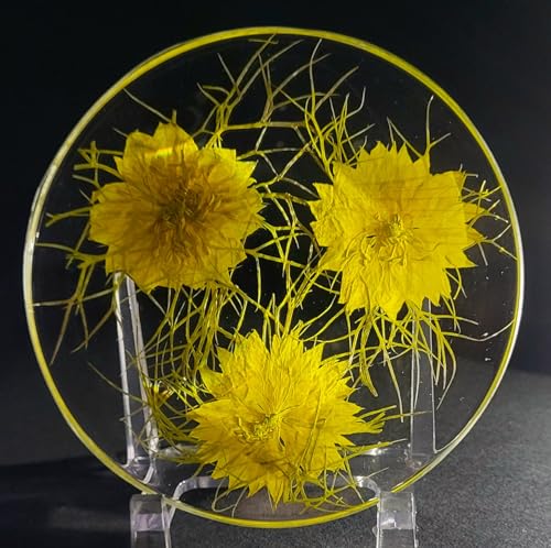 3.9" Real Golden Love in a Mist Three Flowers in Clear Lucite Resin Specimen Office Home Table Wall Kitchen Party Decor Botanist Herb Herbarium Paperweight Botany Display Collection Gift + Stand - color: Golden Love in a Mist Three Flowers