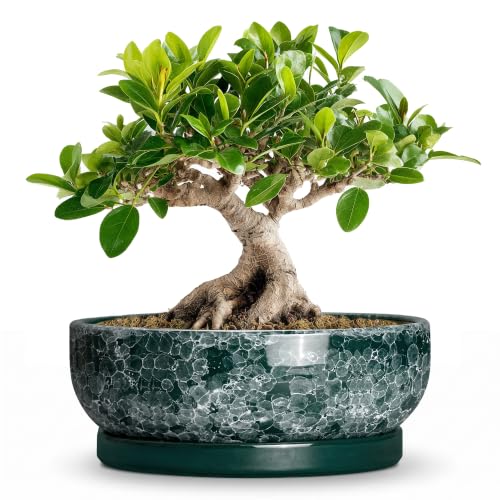 8 Inch Ceramic Bonsai Tree Pots with Saucer, Droplet Green | Pots for Succulents with Drainage Hole, Round Bonsai Planter for Indoor Plants, Flower Bowl, Home Decor, Housewarming Gifts - color: Droplet Green, size: 8 Inch
