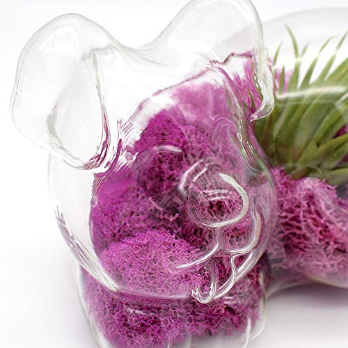 5.75" Puppy Dog Shaped Glass Terrarium Kit with Live Tillandsia Air Plant and Bright Colored Reindeer Moss (Pink) - color: Pink