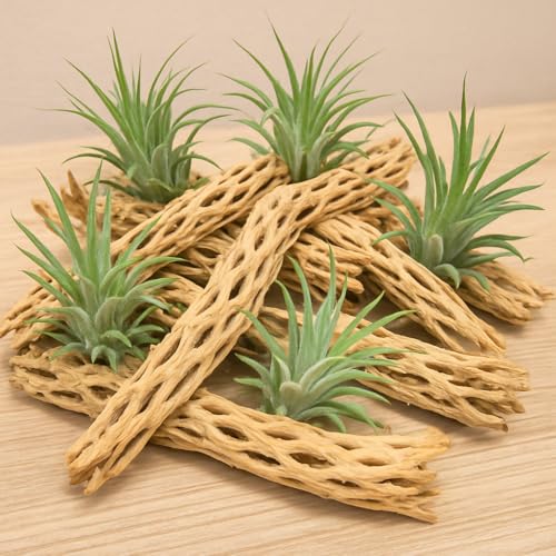 Koyal Wholesale Natural Cholla Wood Aquarium Branches, Airplants Decor, Reptile Perch, Untreated Cholla Wood Piece, Aquarium Driftwood Leopard Gecko Tank & Hermit Crab Accessories (2lb Bag) - size: 2lb Bag