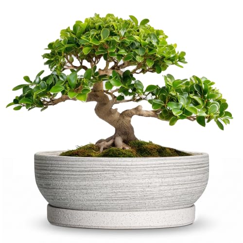 13 Inch Ceramic Bonsai Pots with Saucer, Brushed Grey - color: Brushed Grey, size: 13 Inch