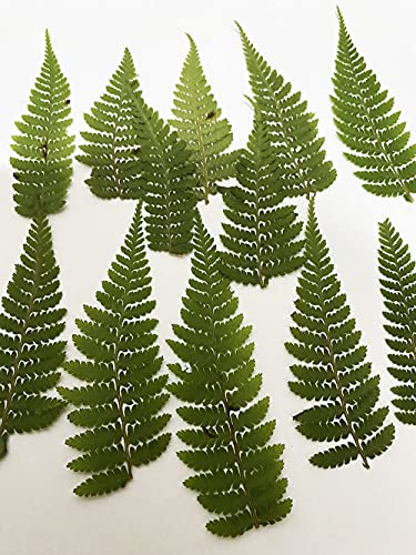 12 pcs HOU Leg Fern Real Natural Dried Pressed Flowers for Resin Art Craft DIY - color: Hou Leg Fern