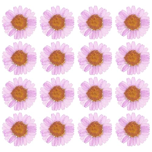 PATIKIL 48 Pcs Dried Pressed Flower Natural Dried Daisy Flower for DIY Art Crafts House Decoration Nails Decoration,Lavender Purple - color: Lavender Purple