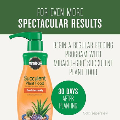 Miracle-Gro Succulent Potting Mix - Potting Soil Mix for Indoor Succulents, Aloe Vera and More, Made with Miracle-Gro Plant Food, 4 qt. (Pack of 10) - size: 10 Pack, style: Succulent