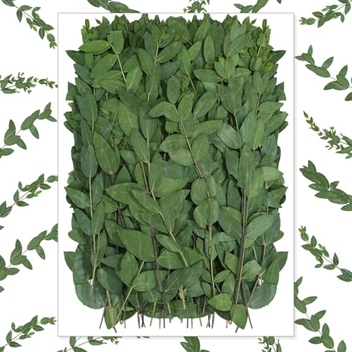 Wavwavw 100 Pcs 6 Inch Pressed Dried Eucalyptus Leaves, Green - color: Green