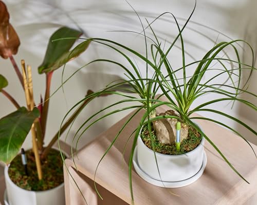 Sustee Aquameter - Small - Black - Bundle of 4 - Leave-in Soil Moisture Meter for Potted Plants - Plant Water Sensor - Refillable
