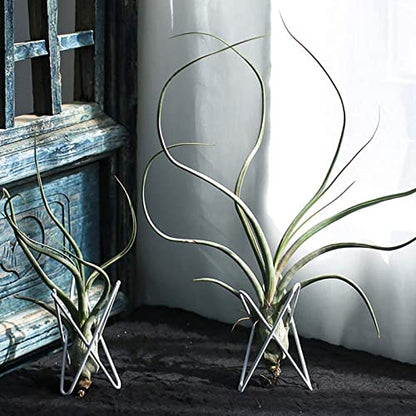 4 Packs Airplant Plants Holder Metal Base Geometric Air Plants Stand Tabletop Air ferns Planter Rack White Tillandsia Display Containers Himmeli Decor . - color: White