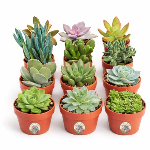 Creations by Nathalie 12 Pack Assorted Live Succulent Plants for Terrariums - color: 12 Pack