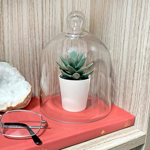 Plymor 5" x 6" Bell Jar Glass Display Dome Cloche (Interior Size 4.75" x 4.5") - size: 5" x 6"