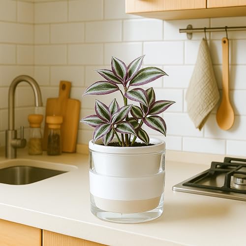 D'vine Dev Self-Watering White Terracotta Planter Pot, 6 in, 37-X-B-2 | Terracotta & Glass Design, Clear Water Reservoir, Visible Water Level, Easy Plant Care, Ideal for Busy Plant Lovers - color: White, size: 6 Inch