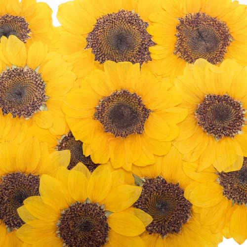 Roowest 12 Pcs Dried Pressed Flowers for Resin Real Natural Sunflower Petals for Jewelry Candle Soap Making DIY Art Craft Scrapbooking Supplies (3.94–5.51 Inches) - size: 3.94–5.51 Inches