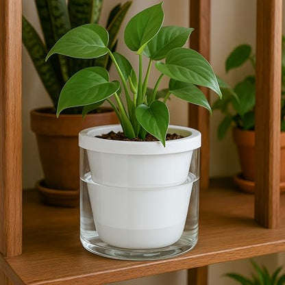 D'vine Dev Self-Watering White Terracotta Planter Pot, 6 in, 37-X-B-2 | Terracotta & Glass Design, Clear Water Reservoir, Visible Water Level, Easy Plant Care, Ideal for Busy Plant Lovers - color: White, size: 6 Inch