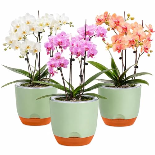 QCQHDU 7.2Inch Orchid Pots with Holes for Repotting, Double-Layer Plastic Self Watering Flower Pots for Indoor Plants with Drainage Holes, Clear Orchid Pot Match Decorative Orchid Container, 3 Packs - color: Green & Brown, size: 3packs 7.2IN