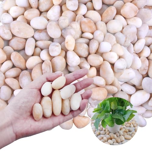 20Ib Cream White River Rock- Decorative Pebbles for Plants - River Rocks for Outdoor Landscaping- 0.3"-0.8" inch High Polished Stones for Aquarium, Terrarium,Vases, Home Decor - style: cream white