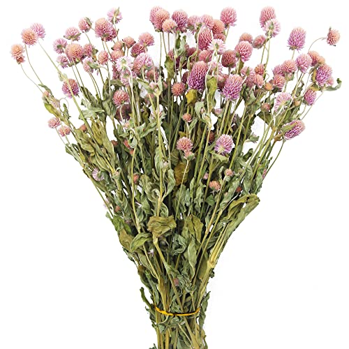Dried Flower Pink Globe Amaranth Natural Dried Rose Flowers Bundles Flowers Dried Bouquet for Wedding Table Vase Decor Boho DIY Wreath Floral Home Office Party Garden Decoration