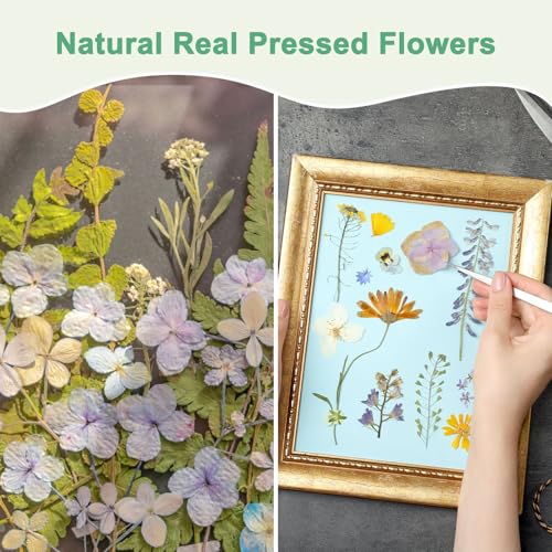 M METERXITY 12-Pack Dried Pressed Flowers for Resin, Real Natural Bulk Dry Floral for Crafts/DIY Jewelry/Soap Making/Scrapbooking/Candle/Epoxy Resin Supplies//Photo Frames [Dark Purple] - color: Dark Purple
