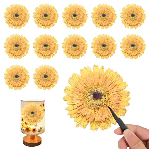 ALJ Large Size Golden Yellow Dried Sunflowers for Crafts Embellishment, Natural Real Pressed African Daisy for Resin DIY Jewellery Candle Making Phone Case Home Wedding Decor (3.14-3.54IN) - color: Sunflowers-golden Yellow